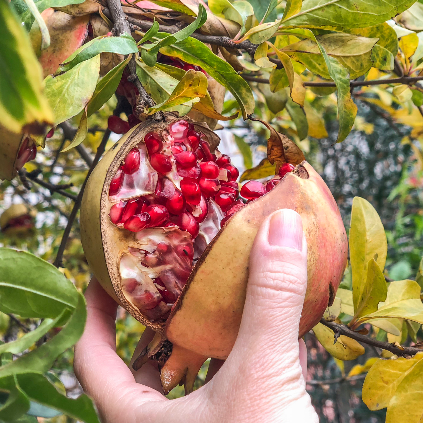 Biotta Granatapfel
